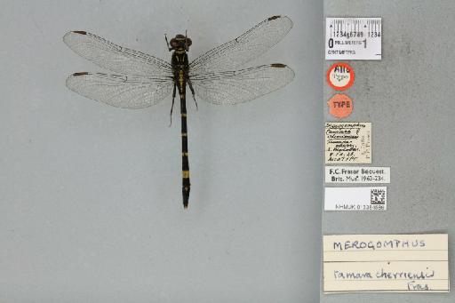 Merogomphus tamaracherriensis Fraser, 1931 - 013384586_dorsal