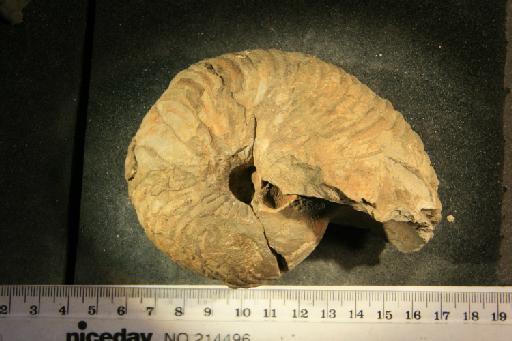 Cymatoceras neocomiensis (d' Orbigny, 1840) - PI OR 37116 Cymatoceras neocomiense
