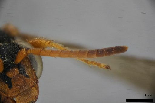 Nomada cordillera Eardley & Schwarz, Max, 1991 - Nomada_cordillera-NHMUK010264946-holotype-female-left_antenna-4_0x