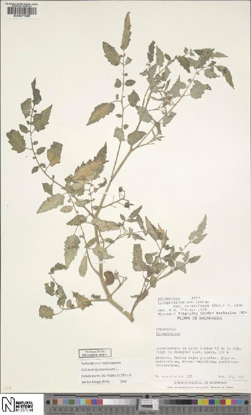 Solanum lycopersicum L. - BM000776457