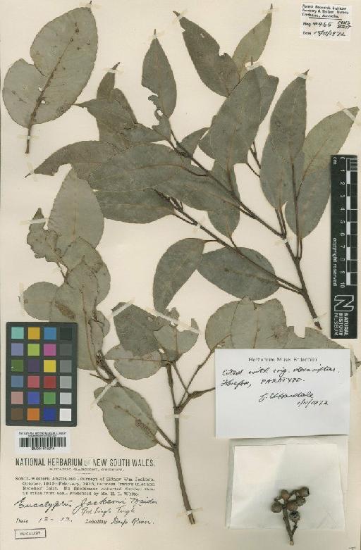 Eucalyptus jacksonii Maiden - BM001015215