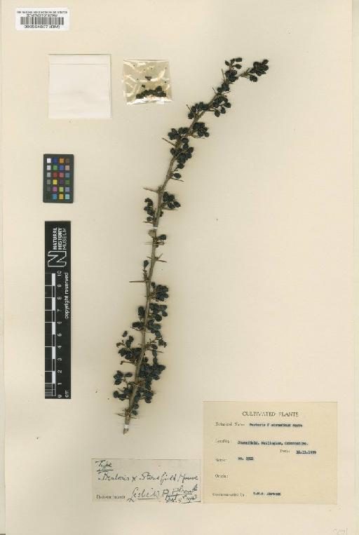 Berberis beaniana 'Stonefield Mauve' - BM000554807