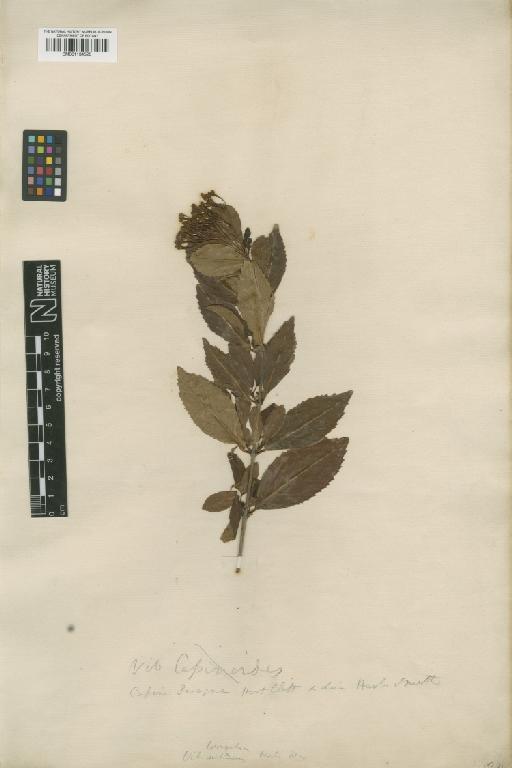 Viburnum laevigatum Aiton - BM001134520