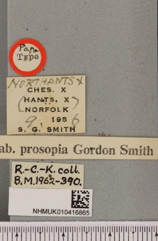 Arctia caja ab. prosopia Smith, 1958 - NHMUK_010416865_label_529250