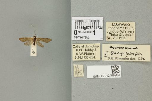 Hydromanicus flavoguttatus Albarda, 1881 - 012498969_840414_1748660