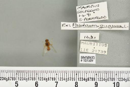 Bactrocera (Bactrocera) zonata (Saunders, 1842) - BMNHE_525109_30388