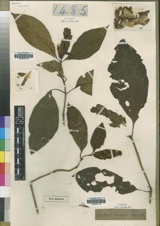 Distichocalyx obanensis Moore - BM000931029