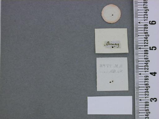 Thecla cydrara Hewitson, 1868 - NHMUK010891005_Tmolus_cydrara_Hewitson_syntype_Label 2