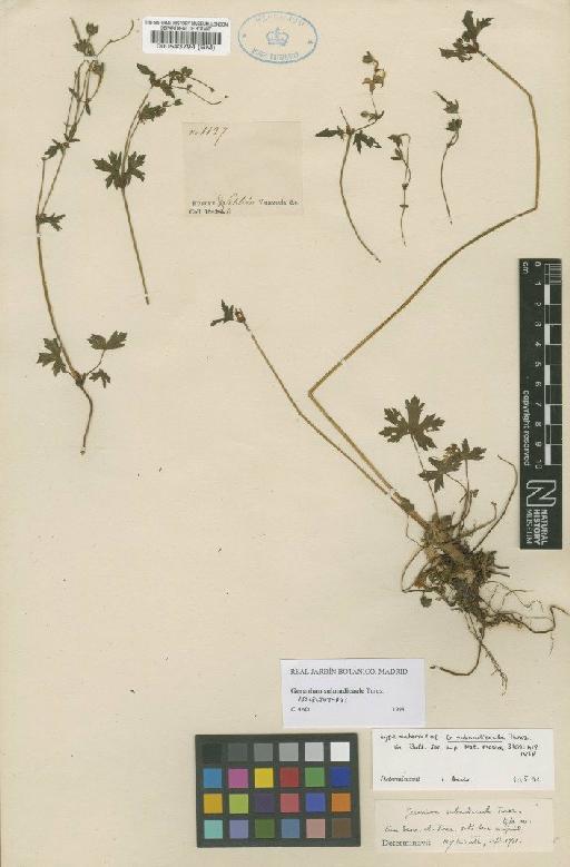 Geranium subnudicaule Turcz. - BM000543794