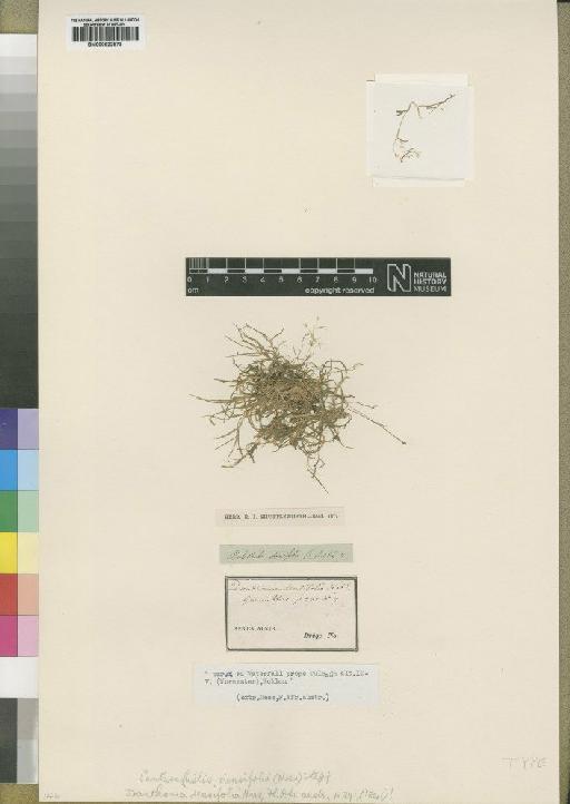 Pentaschistis densifolia (Nees) Stapf - BM000922873