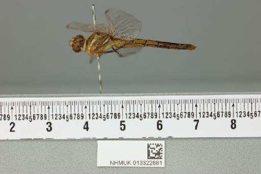 Orthetrum hyalinum Kirby, 1886 - 013322881_lateral