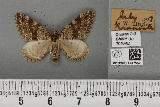 Entephria caesiata caesiata (Denis & Schiffermüller, 1775) - BMNHE_1737557_320099
