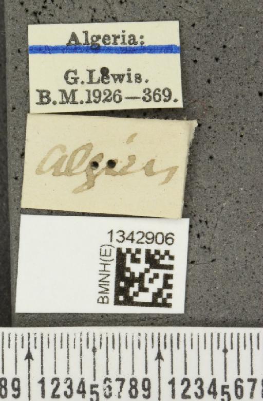 Lilioceris (Lilioceris) lilii stercoraria (Linnaeus, 1767) - Lyndsey_010241_label_13088