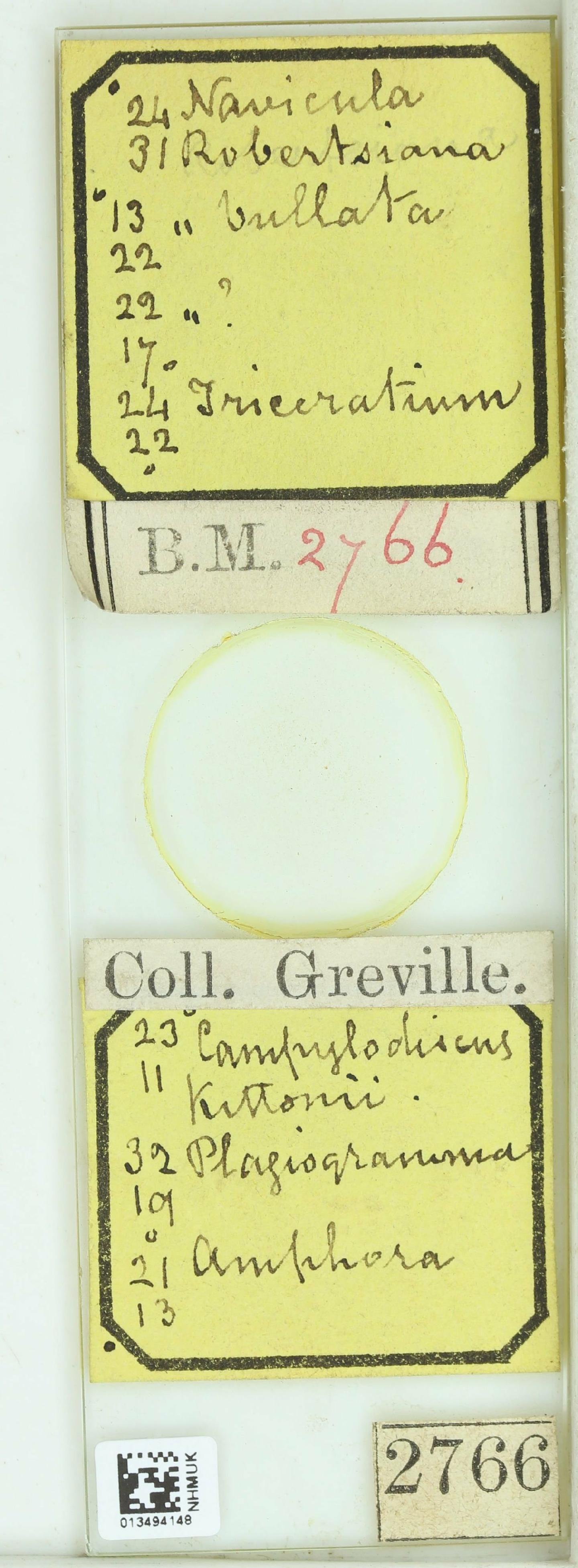 To NHMUK collection (Navicula robertsiana Grev.; Holotype; NHMUK:ecatalogue:4738262)