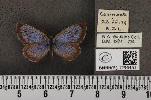 Maculinea arion eutyphron ab. occidentalis le Chamberlin, 1908 - BMNHE_1296451_147551