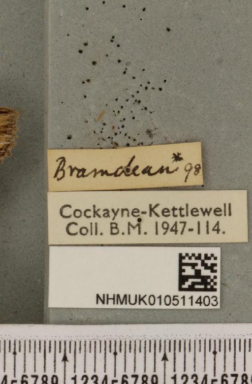 Cucullia lychnitis Rambur, 1833 - NHMUK_010511403_label_569136