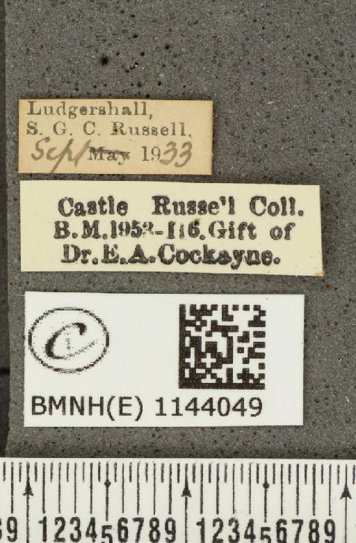 Lycaena phlaeas eleus ab. extensa-conjuncta Tutt, 1906 - BMNHE_1144049_label_108894