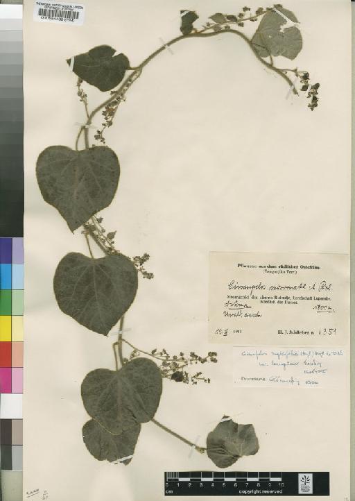 Cissampelos rigidifolia var. lanuginosa Troupin - BM000554439