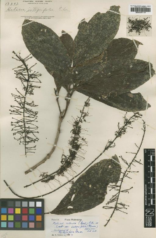 Helicia robusta var. integrifolia (Elmer) Sleumer - BM000951139