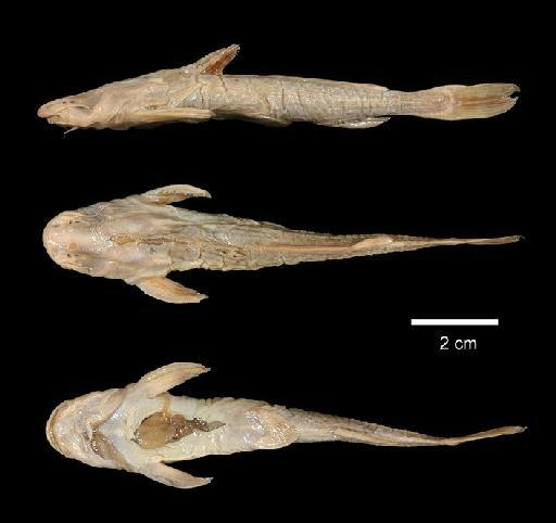 Acrochordonichthys ischnosoma Bleeker, 1858 - 1863.12.11.151; Acrochordonichthys ischnosoma; type; ACSI Project image
