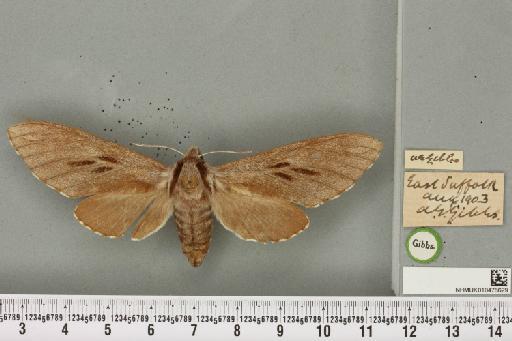 Sphinx pinastri Linnaeus, 1758 - NHMUK_010476629_534221