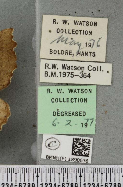 Odontopera bidentata (Clerck, 1759) - BMNHE_1890636_label_452729