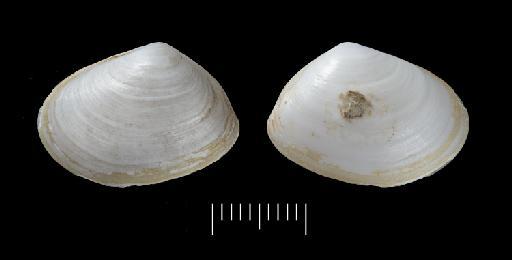 Mesodesma obtusa Crosse & Fischer, 1864 - 1870.10.26.20a
