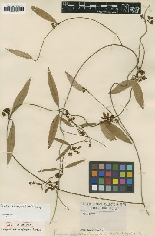 Biondia hemsleyana (Warb.) Tsiang - BM001014210