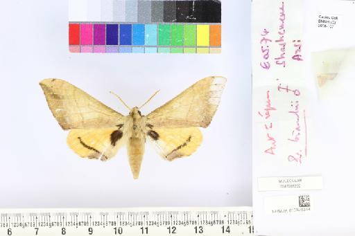 Pseudoclanis bianchii (Oberthür, 1883) - NHMUK010928314_Pseudoclanis_bianchii_dorsal_and_labels