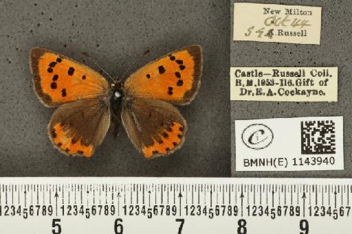 Lycaena phlaeas eleus ab. subradiata Tutt, 1906 - BMNHE_1143940_109000