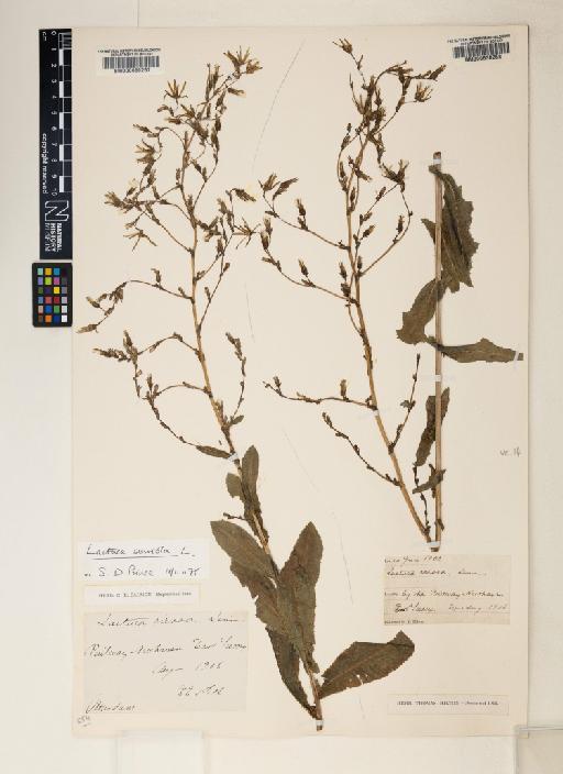 Lactuca virosa L. - 000630258