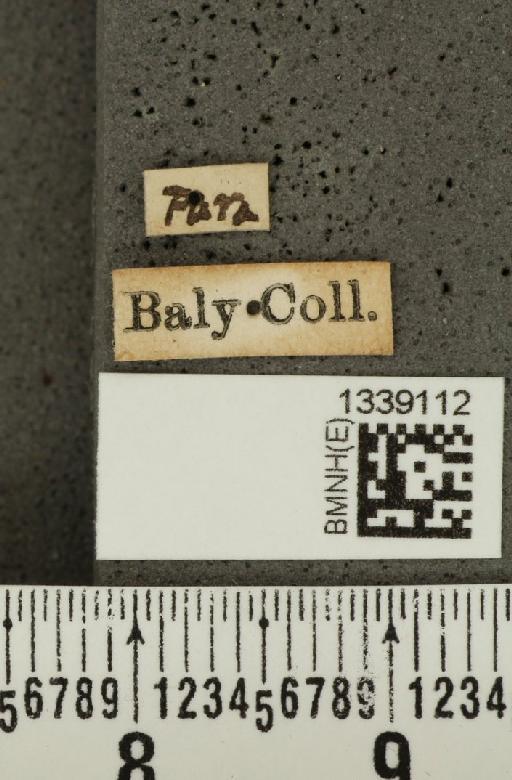 Cornubrotica dilaticornis (Baly, 1879) - BMNHE_1339112_label_22603