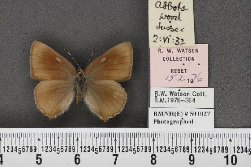 Callophrys rubi ab. cinerascens Rebel, 1910 - BMNHE_501027_97429