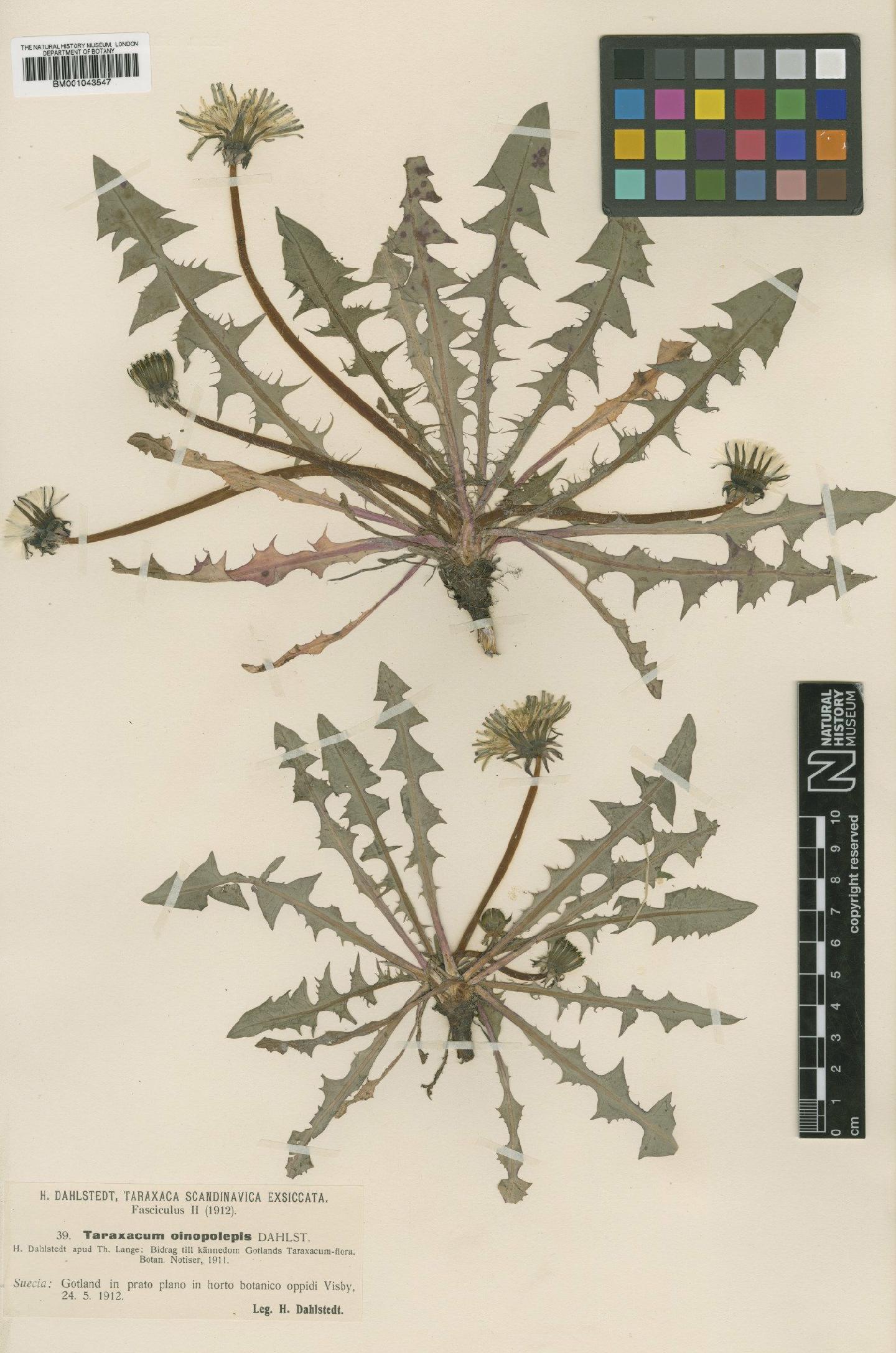 To NHMUK collection (Taraxacum oinopolepis Dahlst; Type; NHMUK:ecatalogue:2200883)