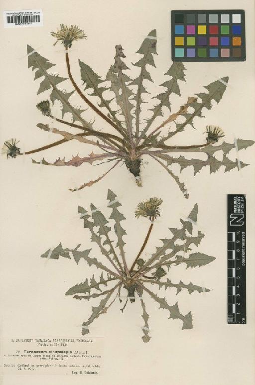 Taraxacum oinopolepis Dahlst - BM001043547