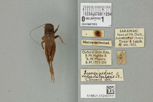 Velarifictorus aspersus (Walker, 1869) - 012497411_73476_92450