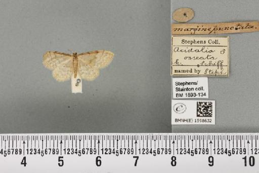 Idaea fuscovenosa (Goeze, 1781) - BMNHE_1598632_297684