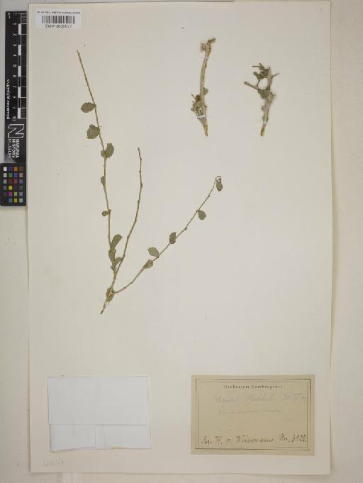 Grewia erythraea - BM013838677