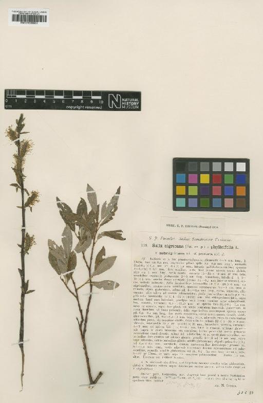 Salix nigricans Sm. - BM001066901