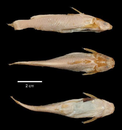 Liocassis breviceps Regan, 1913 - 1889.11.12.64-65b; Liocassis breviceps; type; ACSI Project image