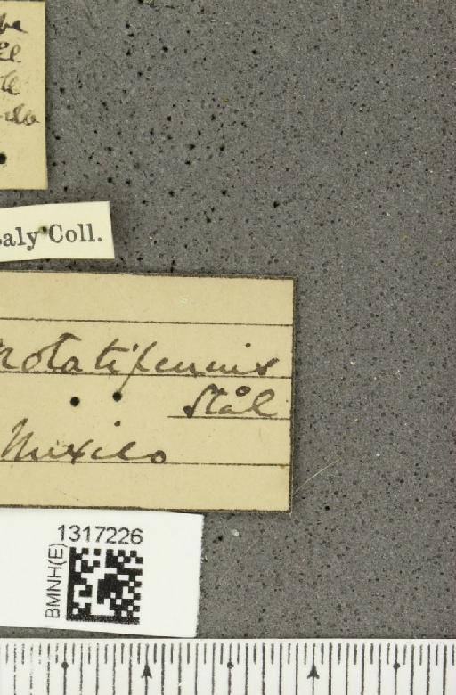 Calligrapha notatipennis Stål, 1859 - BMNHE_1317226_label_17021