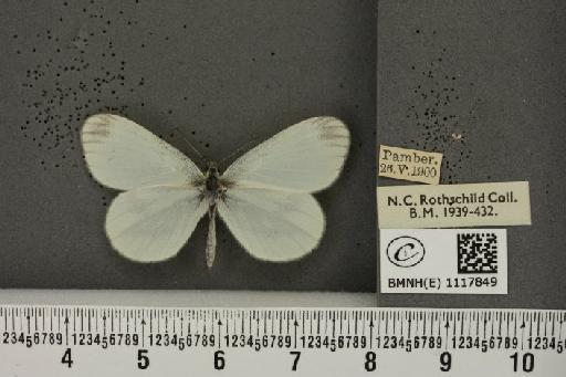 Leptidea sinapis sinapis Linnaeus, 1758 - BMNHE_1117849_73016