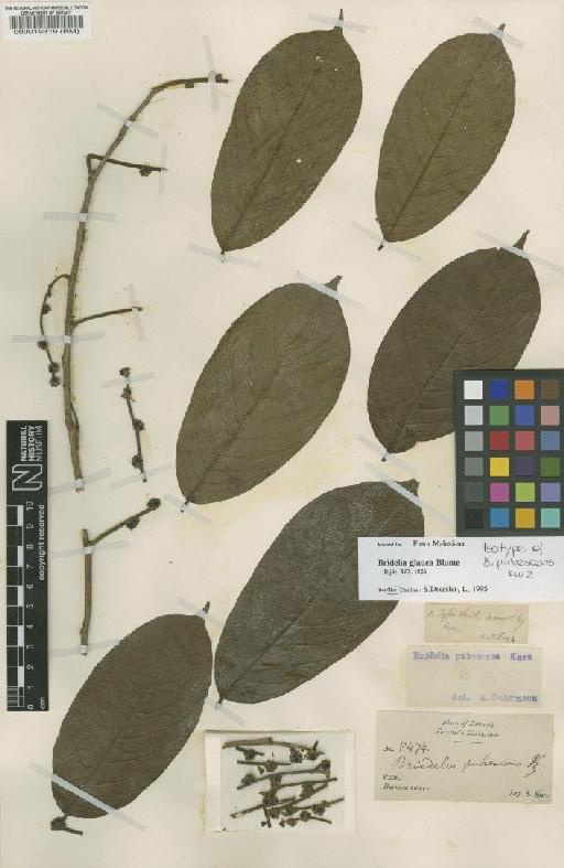 Bridelia glauca Blume - BM000019319