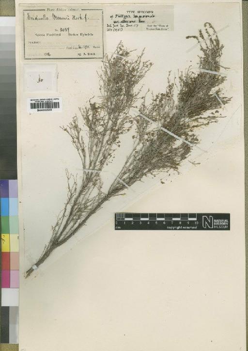 Philippia benguelensis var. albescens Ross - BM000925298