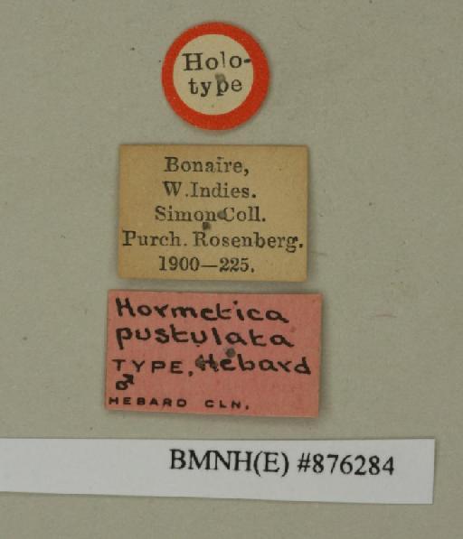 Hormetica pustulata Hebard, 1929 - Hormetica pustulata Hebard, 1929, male, holotype, labels. Photographer: Edward Baker. BMNH(E)#876284