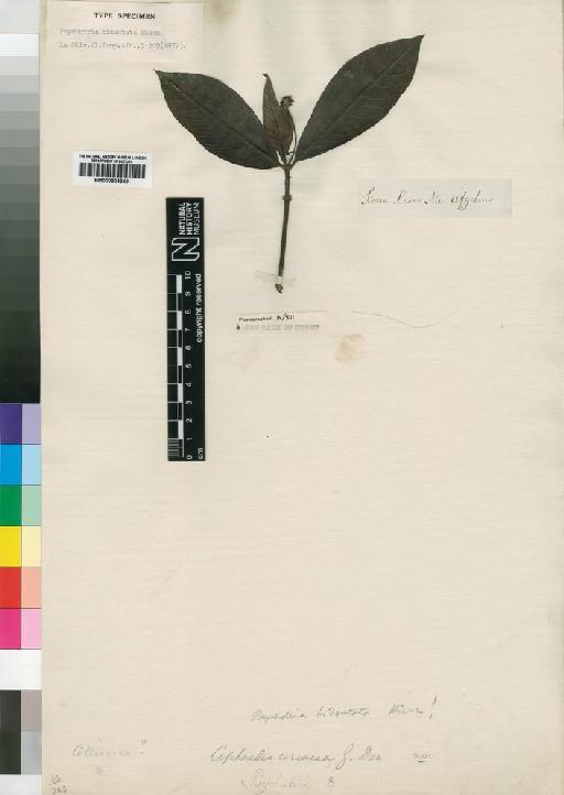 Psychotria peduncularis (Salisb.) Steyerm. - BM000903349
