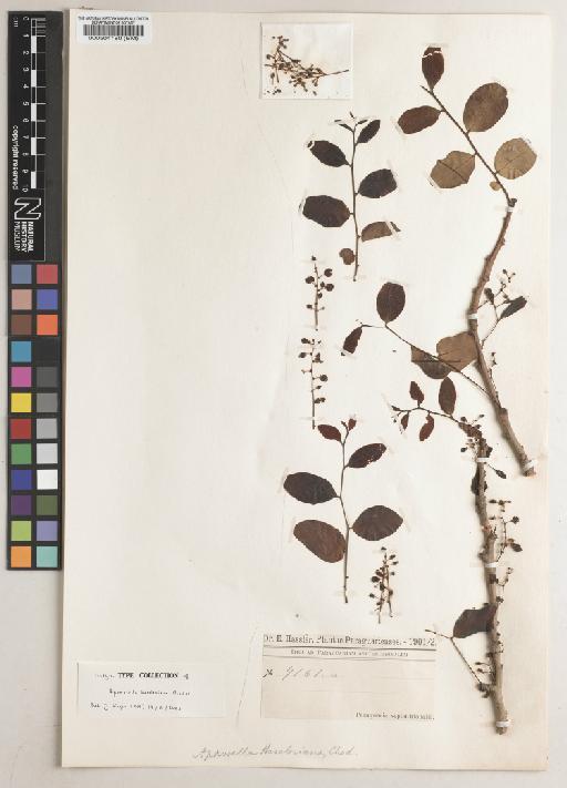 Aporosella hassleriana Chodat - BM000504180