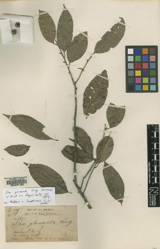 Ilex glomerata King - BM000611992