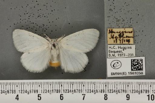 Euproctis similis (Fuessly, 1775) - BMNHE_1561058_253775