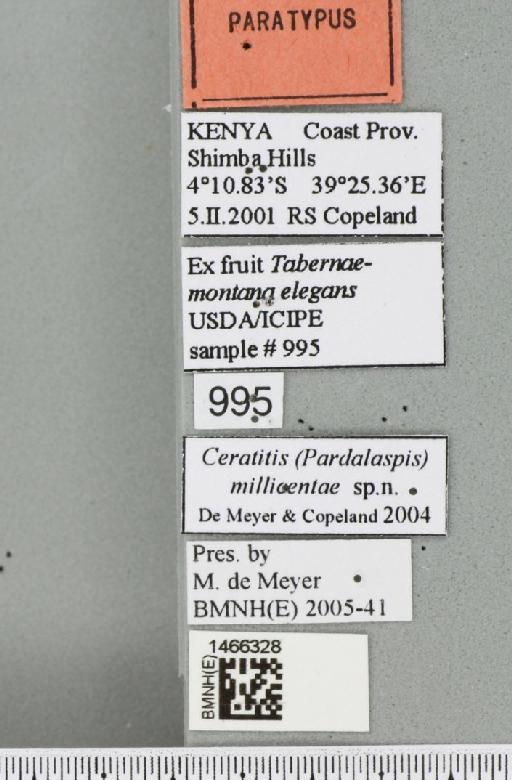 Ceratitis (Pardalaspis) millicentae De Meyer & Copeland, 2005 - BMNHE_1466328_label_40238